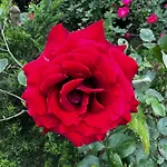 Egles - Con Giardino A لينانو سابيادورو