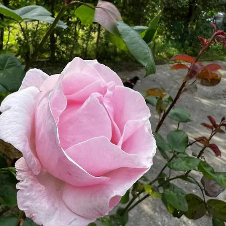 Egles - Con Giardino A *