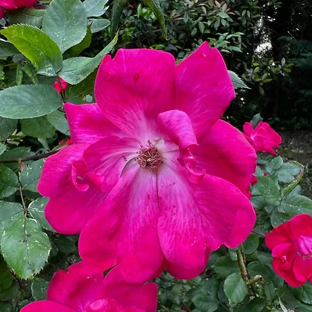 别墅 Egles - Con Giardino A