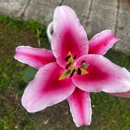 Villa Egles - Con Giardino A