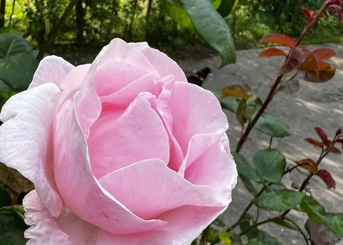 Egles - Con Giardino A *