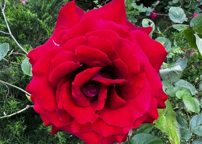 Egles - Con Giardino A Lignano Sabbiadoro