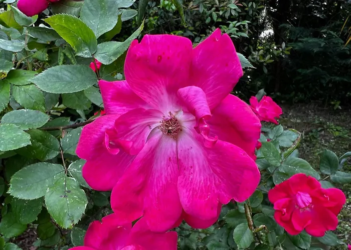 Villa Egles - Con Giardino A