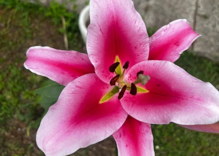 Villa Egles - Con Giardino A